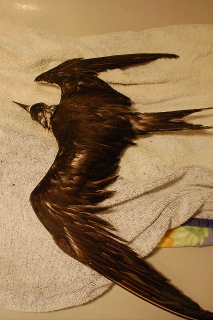 Sooty Tern